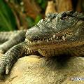 Ученые выяснили, зачем крокодилы залезают на деревья