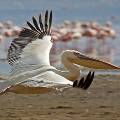 1200 пеликанов погибли по неизвестным причинам на побережье Перу