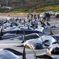 Рекордное число дельфинов выбросилось на восточное побережье США