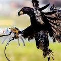 В Нидерландах орлы ловят дронов