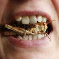 ООН предлагает накормить голодающих насекомыми