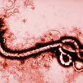 Вакцина против Эболы впервые испытана на людях