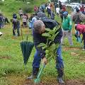 В Эфиопии посадили 350 миллионов деревьев за один день
