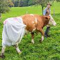Немецкие фермеры, протестуя против нового законопроекта, надели на коров подгузники