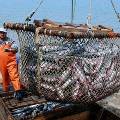 Европейским рыбакам запретят выбрасывать дохлую рыбу в море