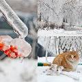 Московские экологи не исключают повторения «ледяного дождя» этой зимой