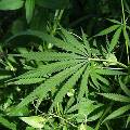 Новая разновидность марихуаны, без «кайфа» - новинка от израильских ученых