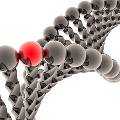 Цепная реакция генных мутаций вызвала опасения у ученых