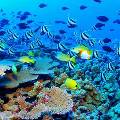 Учёные констатируют вымирание половины кораллов на австралийском Большом барьерном рифе