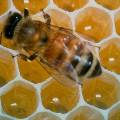 Медоносные пчелы будут диагностировать рак