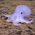 Океанологи нашли осьминога-призрака