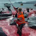 Международная комиссия по промыслу китов отказала Японии в промышленном лове