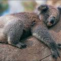 Учёные узнали, почему коалы обнимают деревья