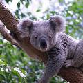 Учёные выяснили, почему коалы обнимают деревья