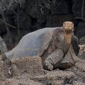 Последний самец редкого вида черепахи умер на Галапагосских островах