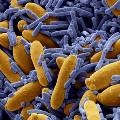Ученые из Израиля изобрели супер-спрей от всех бактерий