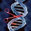 Учёные опасаются генной мутации