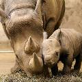 Браконьеры в ЮАР убили за 3 месяца 200 носорогов