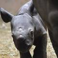 Находящаяся под угрозой исчезновения популяция носорогов в Танзании увеличилась на 1000%