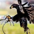 Голландские орлы объявили охоту на дронов