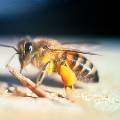 Франция - первая страна, которая запретила все 5 пестицидов, связанных со смертями пчел