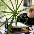В офисах, где есть комнатные растения, персонал болеет меньше