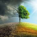 Ученые подтверждают, что посадка деревьев является лучшим решением проблемы изменения климата