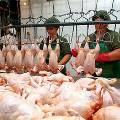В Австрии в продажу поступила генетически чистая курятина
