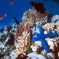 Коралловые рифы спасёт только супер-коралл