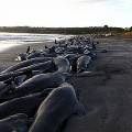 Экологи вернули в море 60 выбросившихся на побережье Новой Зеландии дельфинов