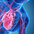 Новый ИИ-диагност способен выявить недостаточность по единственному удару сердца