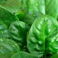 Ученые намерены выращивать сердца из листьев шпината