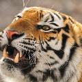 Международный день тигра: в дикой природе хищников осталось 5 тысяч  