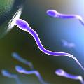 Во Франции впервые вырастили искусственную сперму человека