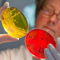 Средневековое снадобье помогло против антибиотикоустойчивых бактерий