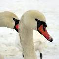 Активисты пытаются спасти лебедей, замерзающих на Балтике