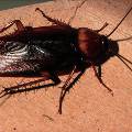 Ученые объяснили борьбу тараканов с одиночеством