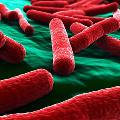 Учёные: антибиотики породили суперверсию тифа