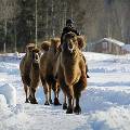 В России вывели морозоустойчивого верблюда