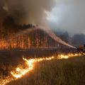 В 2011 году каждый второй лесной пожар в России возник по вине людей